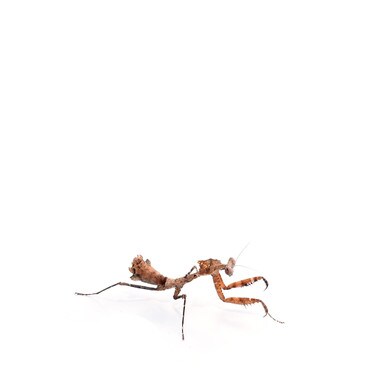 Giant Ghost Leaf Mantis